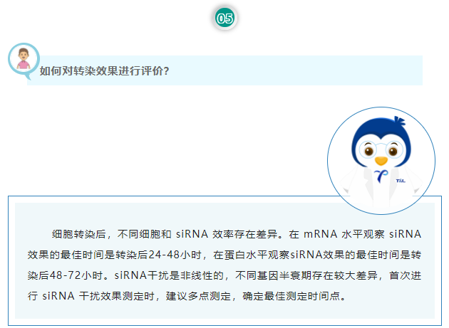 如何对转染效果进行评价？细胞转染后，不同细胞和 siRNA 效率存在差异。在 mRNA 水平观察 siRNA 效果的最佳时间是转染后24-48小时，在蛋白水平观察siRNA效果的最佳时间是转染后48-72小时。siRNA干扰是非线性的，不同基因半衰期存在较大差异，首次进行 siRNA 干扰效果测定时，建议多点测定，确定最佳测定时间点。